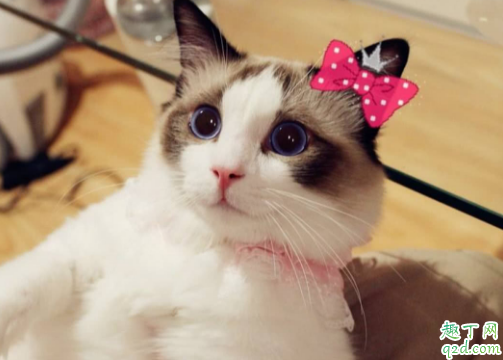 布偶猫值得养么 怎么才能把布偶猫养好1