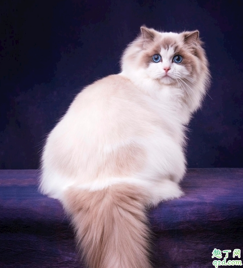 布偶猫值得养么 怎么才能把布偶猫养好3