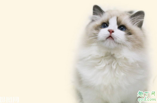 布偶猫值得养么 怎么才能把布偶猫养好2