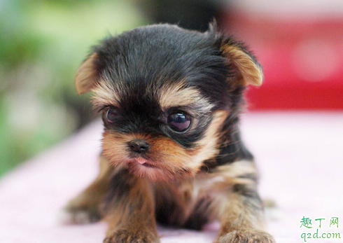 茶杯犬可以吃营养膏不 茶杯犬吃什么食物最合适3