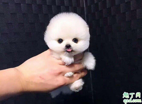 茶杯犬可以吃营养膏不 茶杯犬吃什么食物最合适2