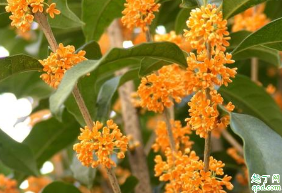 桂花在室内怎么养 桂花抗冻多少度1