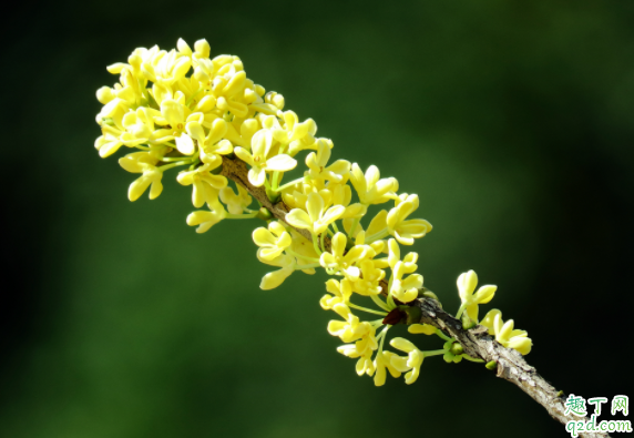 桂花在室内怎么养 桂花抗冻多少度2