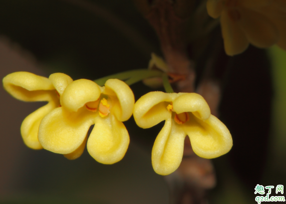 桂花在室内怎么养 桂花抗冻多少度3