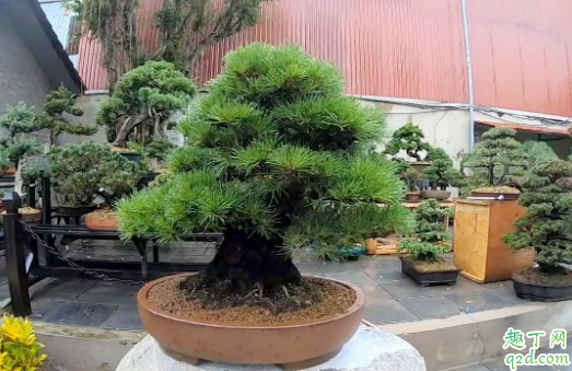松树盆景土壤有什么要求 盆景松树要天天浇水吗3
