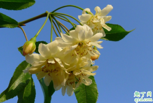 什么时候种木香花能成活 木香花的花期有多久1