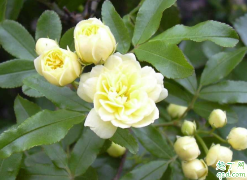 什么时候种木香花能成活 木香花的花期有多久2