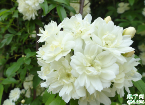 什么时候种木香花能成活 木香花的花期有多久3