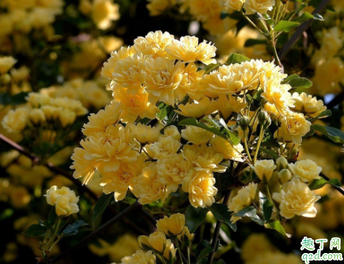 什么时候种木香花能成活 木香花的花期有多久4