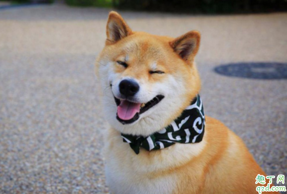 柴犬幼崽怎么看品相 买柴犬怎么识别不被骗2