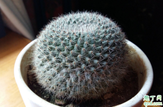 仙人球为什么会有黑斑 仙人球有花苞两个多月了不开花为什么1