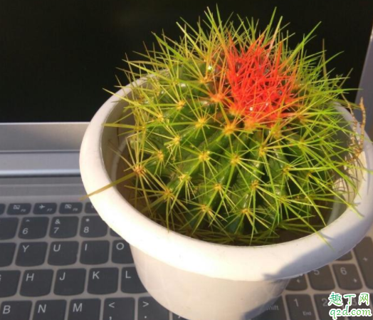 仙人球为什么会有黑斑 仙人球有花苞两个多月了不开花为什么2