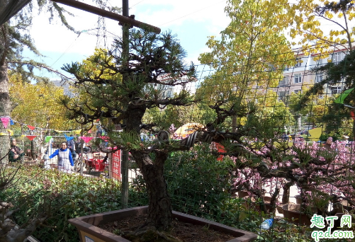 黑松叶子变黄是咋回事 黑松叶子变黄还有救吗3