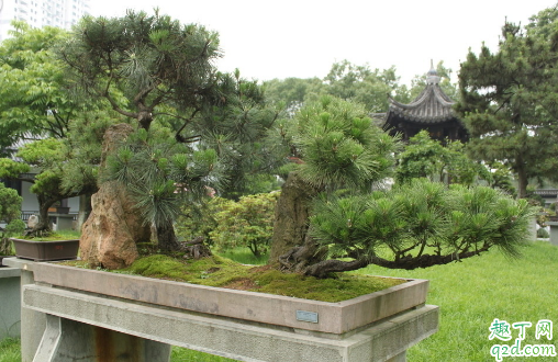 黑松叶子变黄是咋回事 黑松叶子变黄还有救吗2