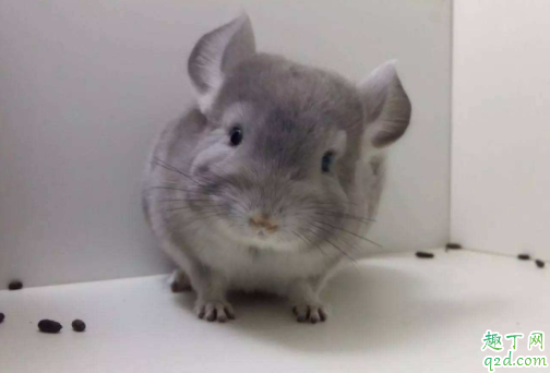 龙猫为什么咬自己的毛 龙猫咬毛还有救么1