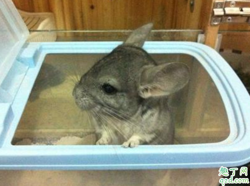 龙猫为什么咬自己的毛 龙猫咬毛还有救么3