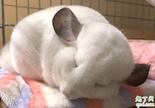 龙猫为什么咬自己的毛 龙猫咬毛还有救么4
