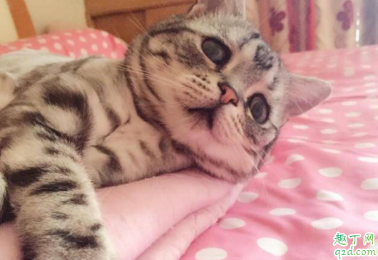 虎斑猫的寿命一般在几年 英短有虎斑猫吗1