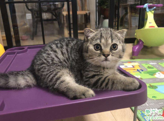 虎斑猫的寿命一般在几年 英短有虎斑猫吗3