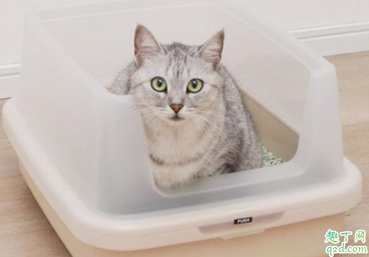 猫砂选什么类型好 怎么看猫喜不喜欢现在的猫砂4