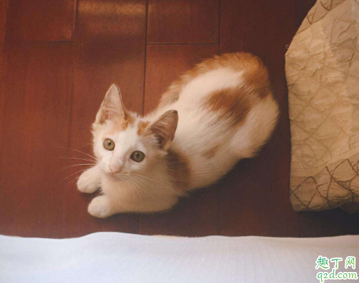 猫砂选什么类型好 怎么看猫喜不喜欢现在的猫砂5