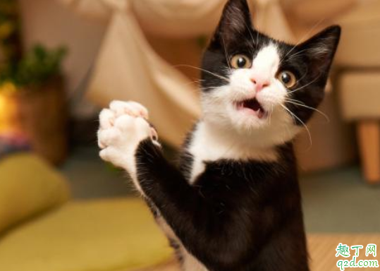 猫咪吃猫砂会中毒吗  猫砂可能引发主人过敏吗1