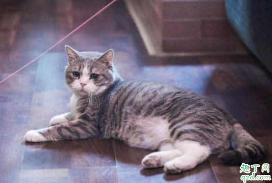 猫咪吃猫砂会中毒吗  猫砂可能引发主人过敏吗2