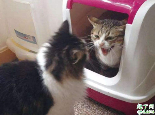 猫咪吃猫砂会中毒吗  猫砂可能引发主人过敏吗3