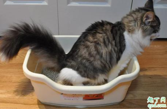 猫咪吃猫砂会中毒吗  猫砂可能引发主人过敏吗4