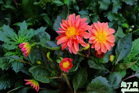 盆栽小丽花一年开几次 小丽花花期是什么时候1