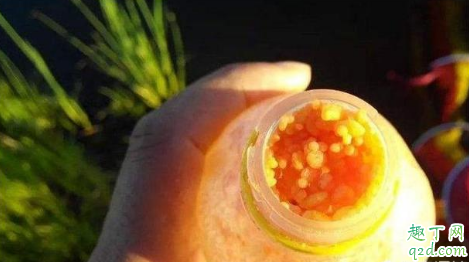 酒米聚鱼效果好不好 酒米聚鱼怎么做比较好3