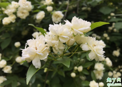 木香花叶面老喷水好吗 木香花怎么浇水长得好1