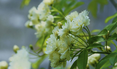 木香花叶面老喷水好吗 木香花怎么浇水长得好2