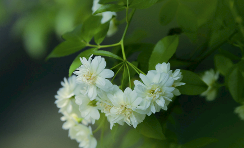 木香花叶面老喷水好吗 木香花怎么浇水长得好3