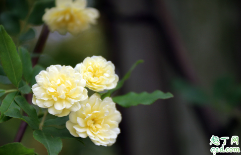 木香花好养活不 木香花怎样养花开旺盛1