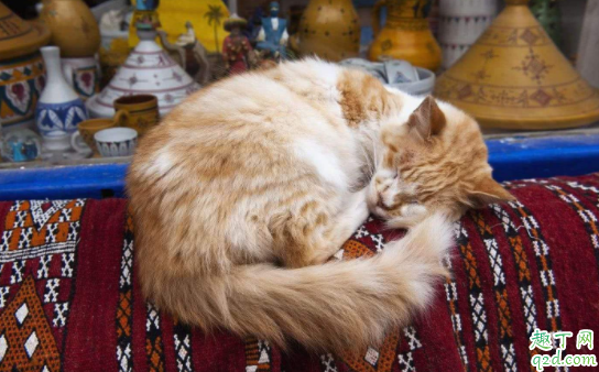 猫咪追着自己的尾巴是什么意思 猫咪会把尾巴咬出血到底怎么办1