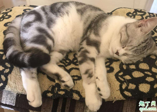 猫咪追着自己的尾巴是什么意思 猫咪会把尾巴咬出血到底怎么办2