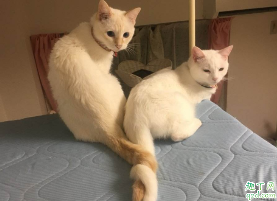 猫咪追着自己的尾巴是什么意思 猫咪会把尾巴咬出血到底怎么办3