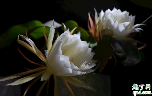 昙花深盆养好还是浅盆养好 养昙花哪些是要注意的1