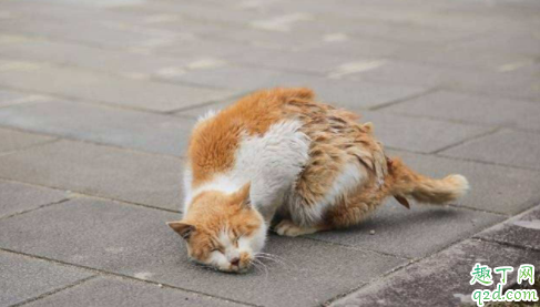 猫咪冬天会长跳蚤吗 跳蚤咬猫咪会有红疙瘩吗1