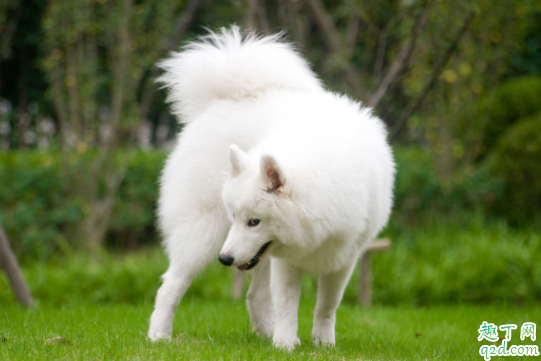 感染犬瘟多久发病 狗瘟可以提前预防吗2