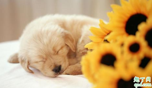 犬瘟熬过一个月会慢慢好吗 猫咪会被传染狗瘟吗1