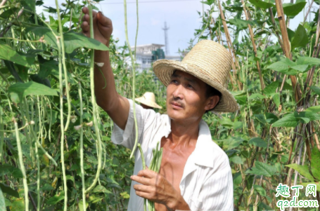 大棚种植豇豆如何通风 豇豆成熟采收要注意什么 2
