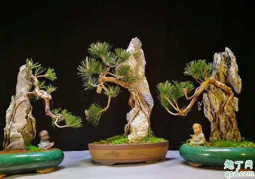 黄杨木盆景怎么制作 黄杨盆景怎么养长得旺盛2