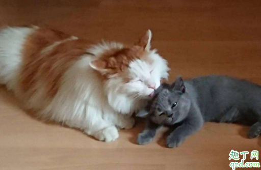猫肚子里的毛球排不出去咋办 猫咪不喂化毛膏可以吗1