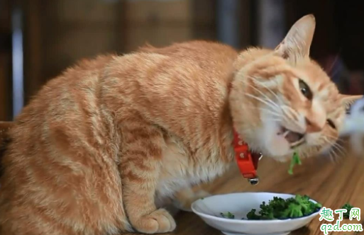 猫肚子里的毛球排不出去咋办 猫咪不喂化毛膏可以吗2