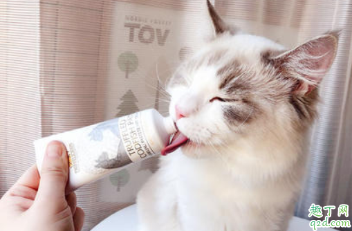 猫肚子里的毛球排不出去咋办 猫咪不喂化毛膏可以吗3