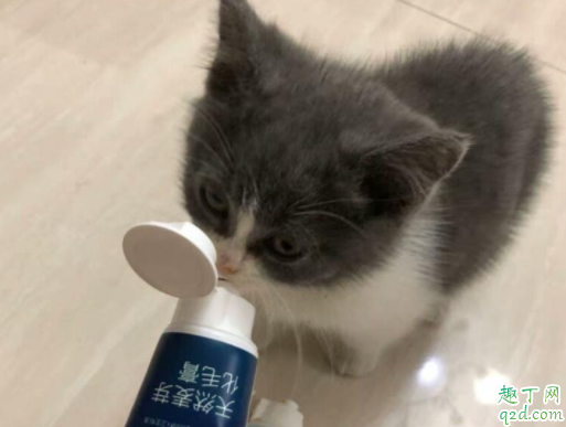 猫肚子里的毛球排不出去咋办 猫咪不喂化毛膏可以吗4