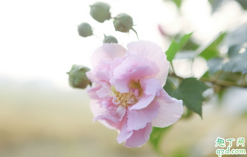 芙蓉花花期用什么肥 芙蓉花花期用什么肥好2