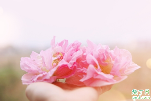 芙蓉花花期用什么肥 芙蓉花花期用什么肥好1